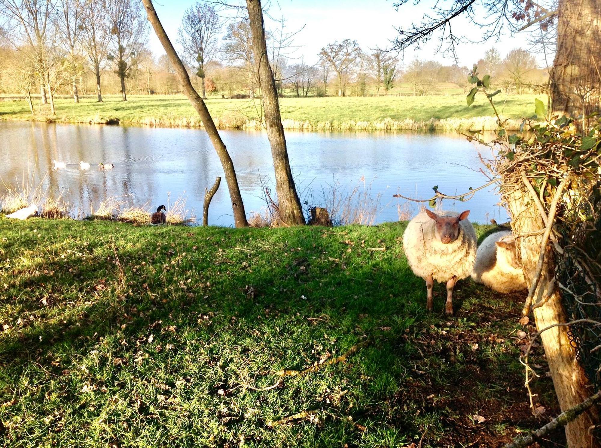 Au Pont Ricoul Bed & Breakfast Saint-Pierre-de-Plesguen Bagian luar foto